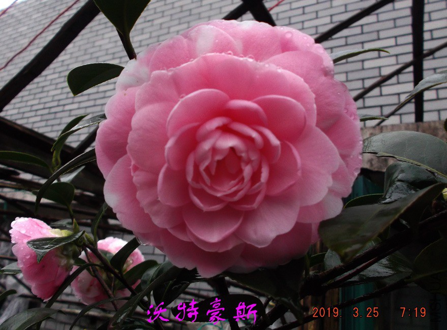 2019-3-25jx 005 ����w.jpg