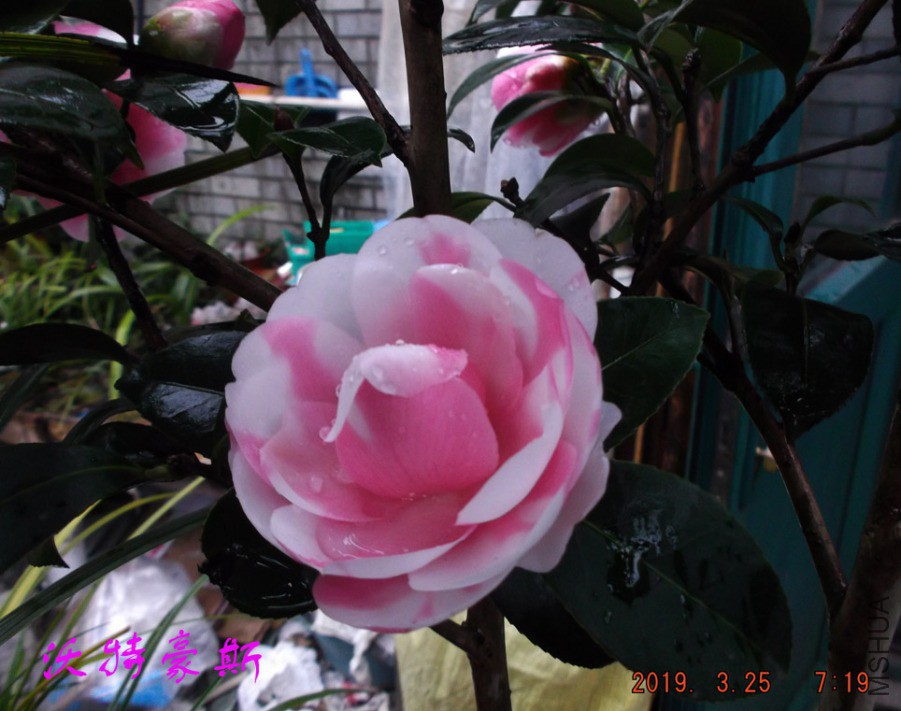 2019-3-25jx 007 ����w.jpg