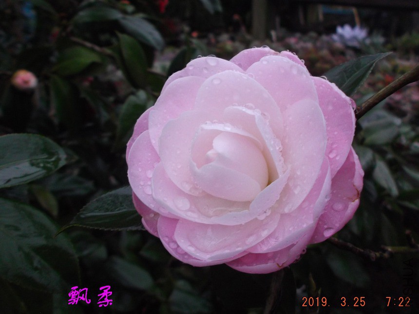 2019-3-25jx 017 ����w.jpg