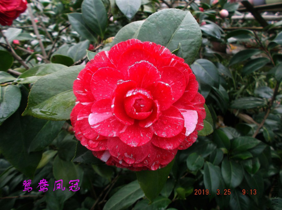 2019325jaa 011 ����w.jpg
