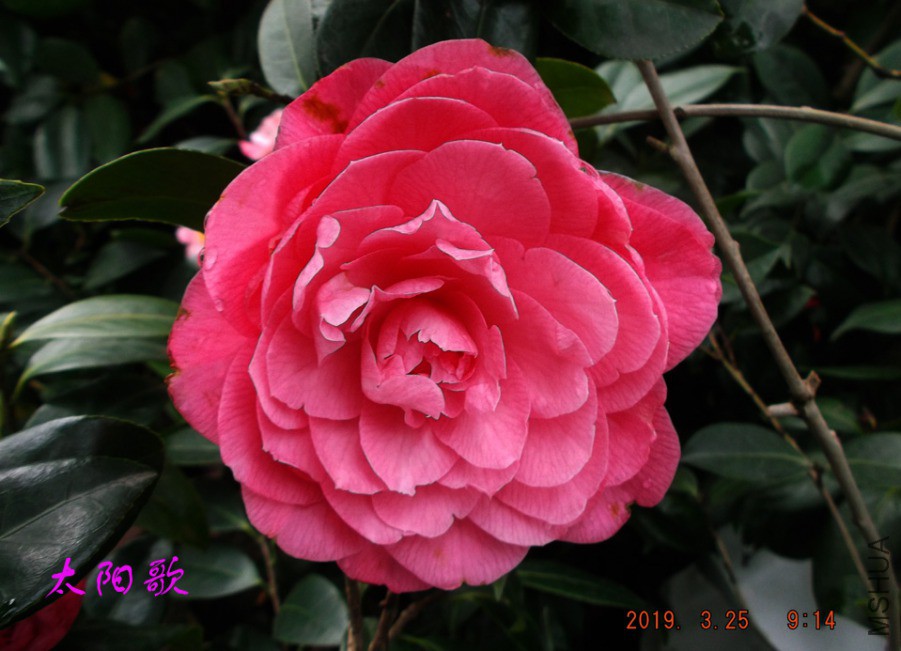 2019325jaa 015 ����w.jpg