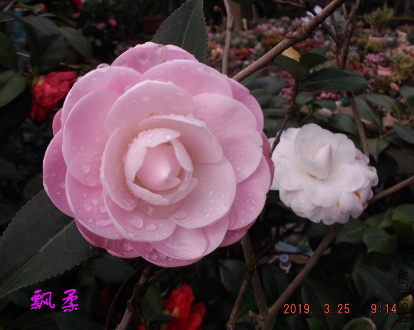 2019325jaa 016 ����w.jpg