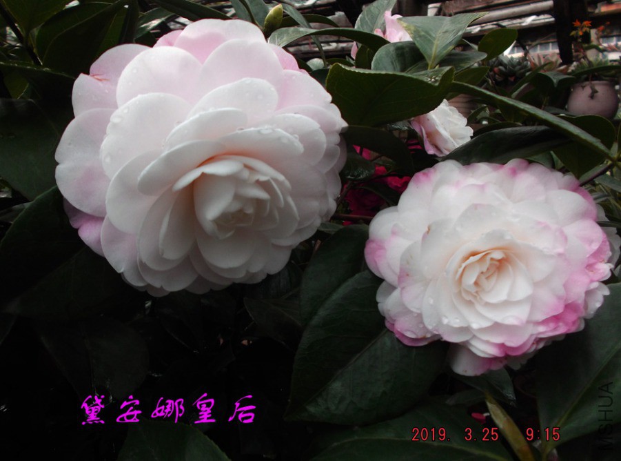 2019325jaa 017 ����w.jpg