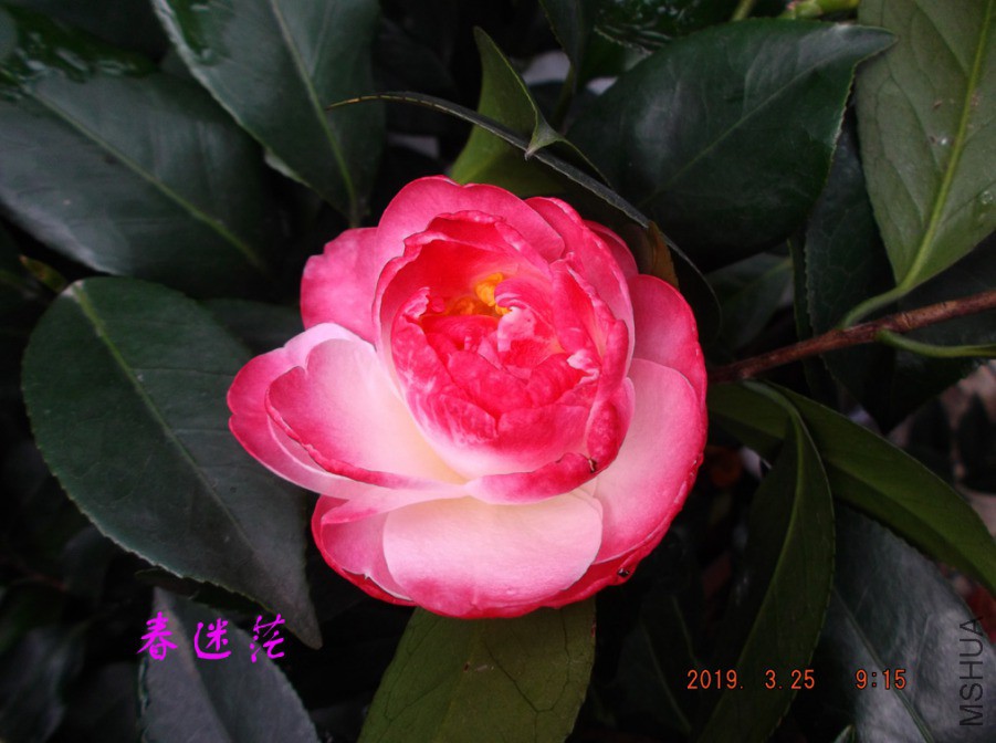 2019325jaa 018 ����w.jpg