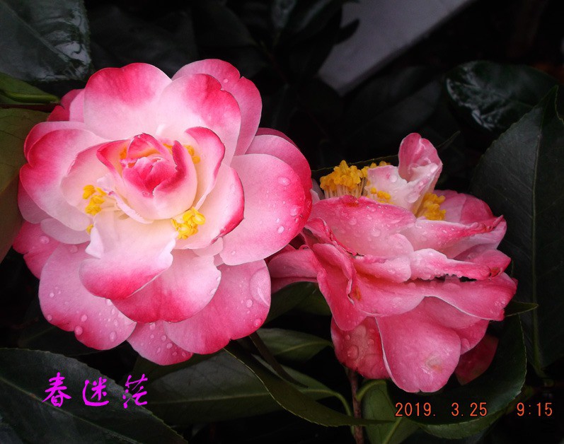 2019325jaa 019 ����w.jpg