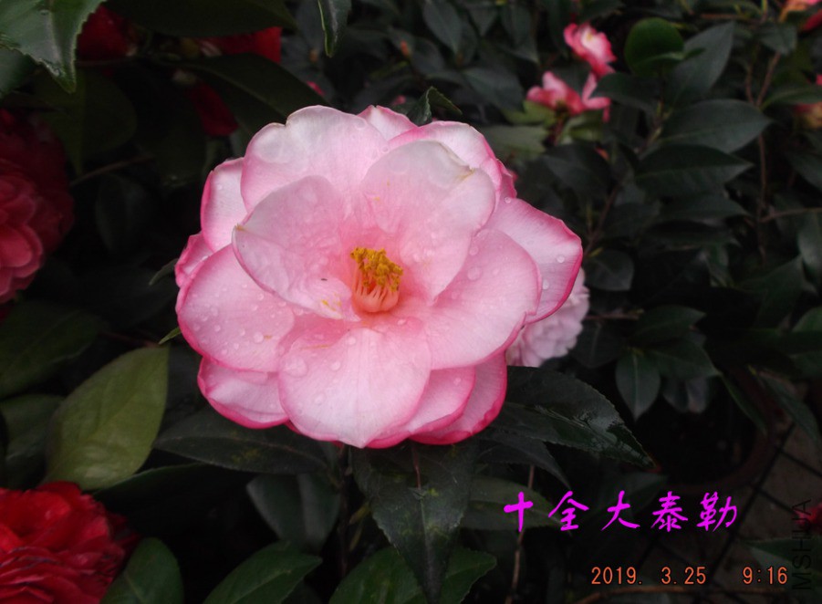 2019325jaa 023 ����w.jpg