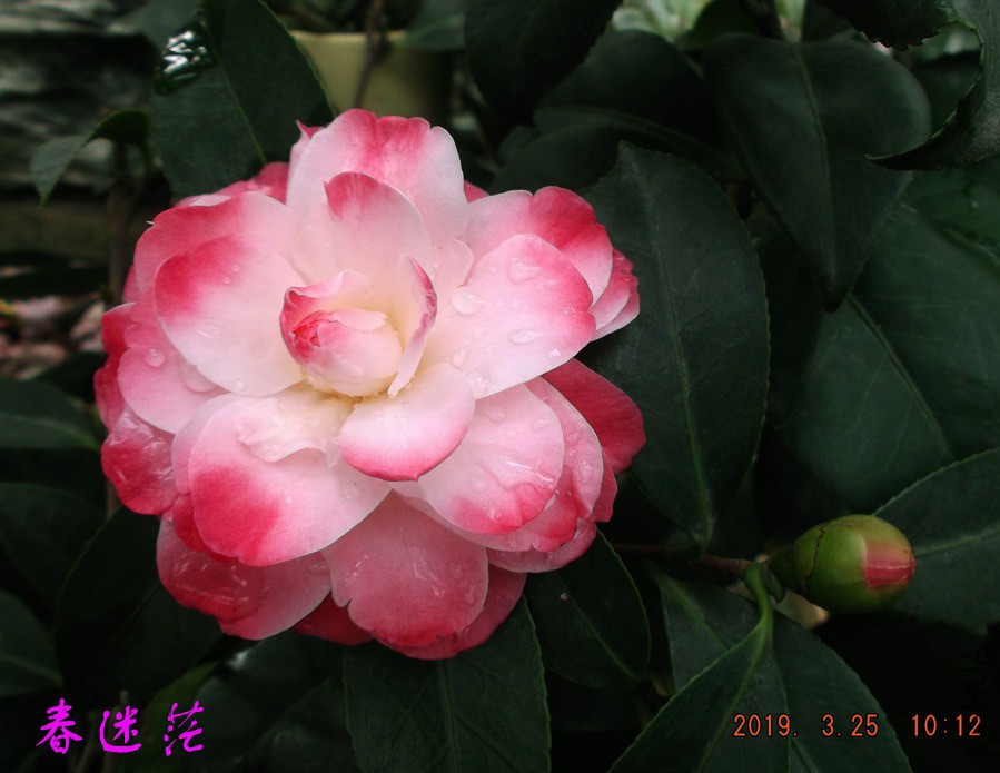 2019325jaa 025 ����w.jpg