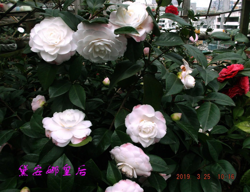 2019325jaa 026 ����w.jpg