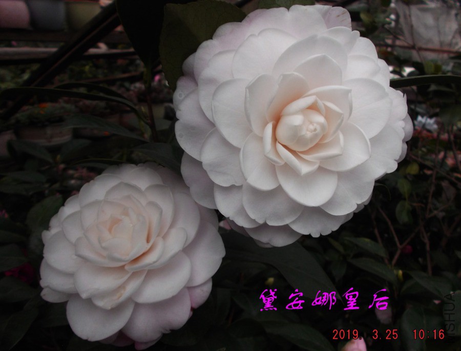 2019325jaa 027 ����w.jpg