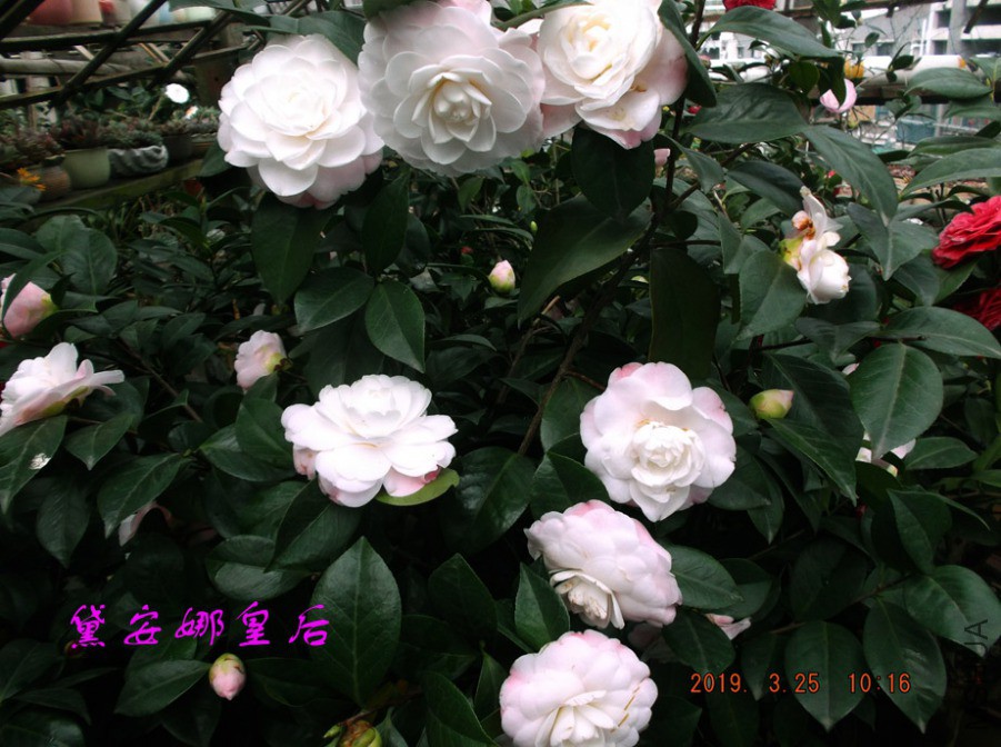 2019325jaa 028 ����w.jpg