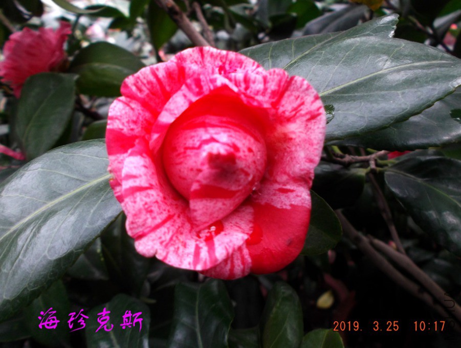 2019325jaa 032 ����w.jpg