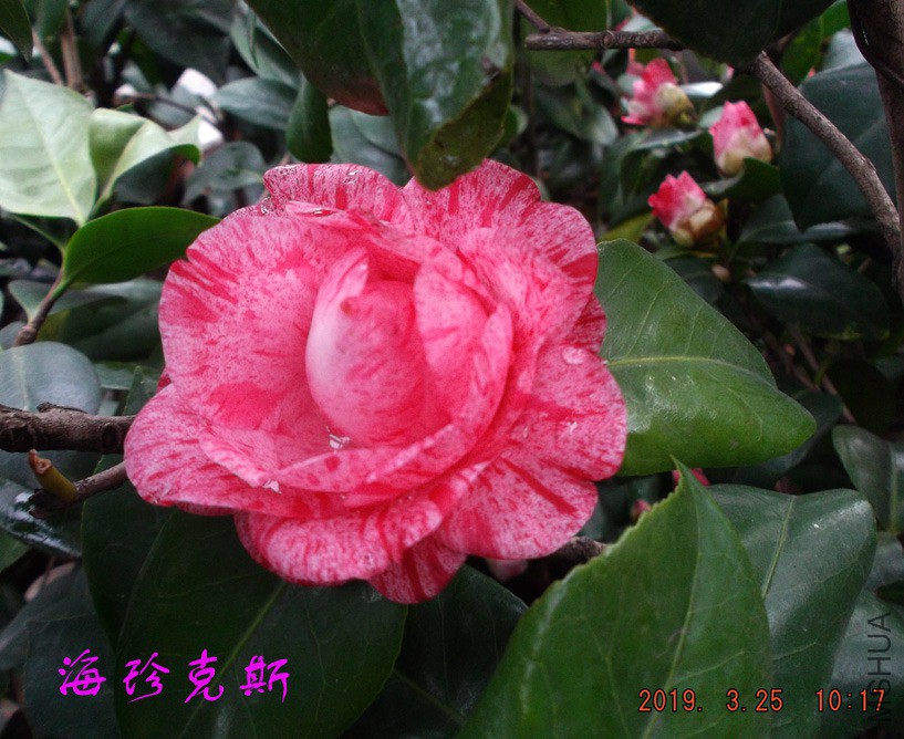 2019325jaa 033 ����w.jpg