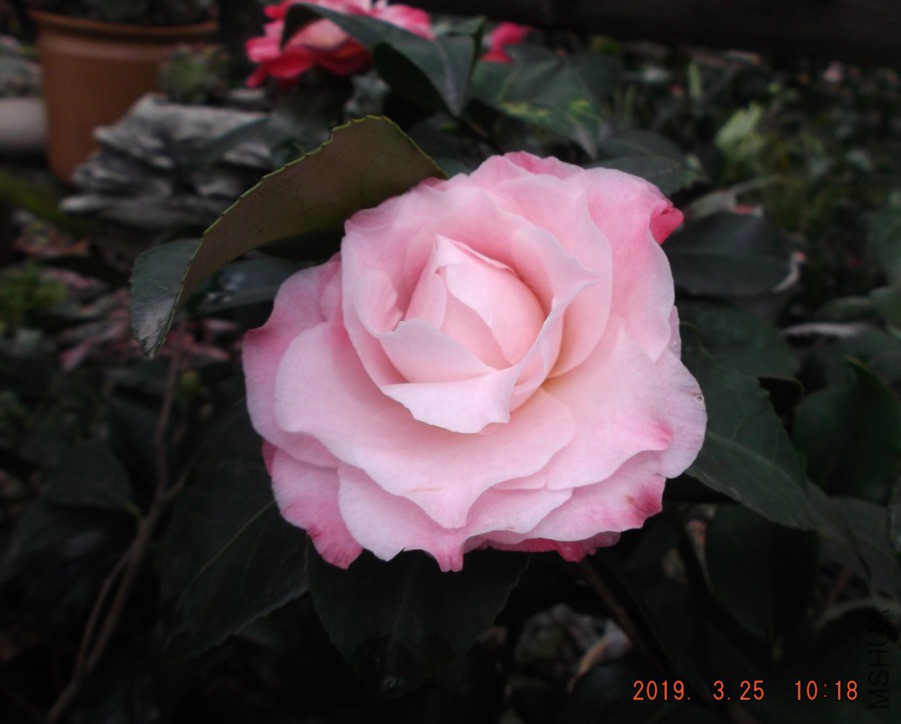 2019325jaa 034 ����w.jpg