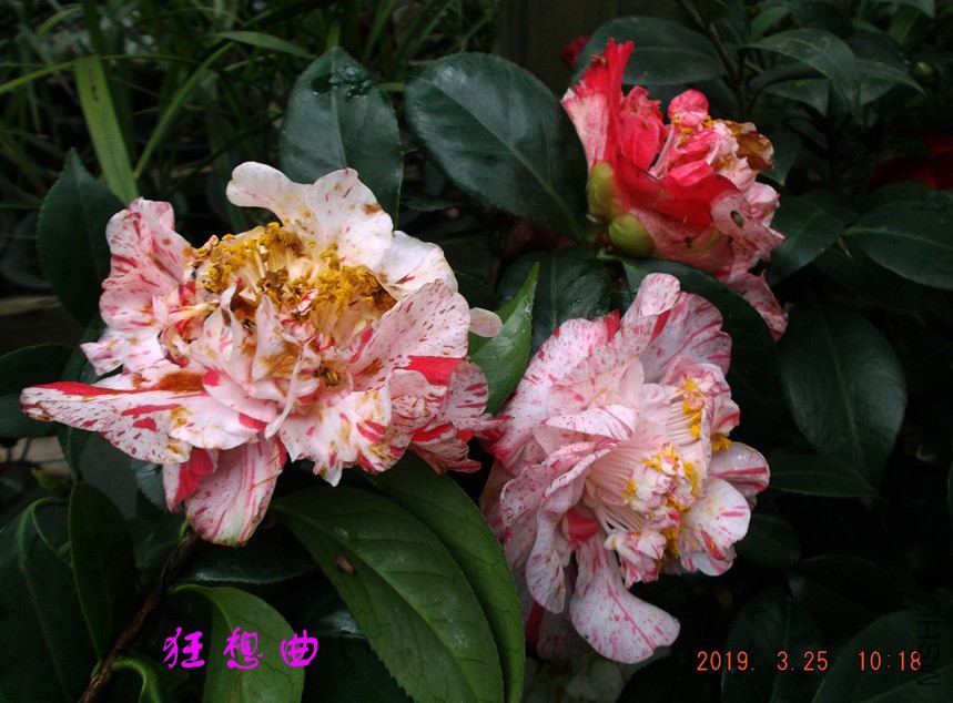 2019325jaa 035 ����w.jpg