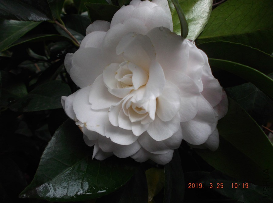 2019325jaa 036 ����w.jpg