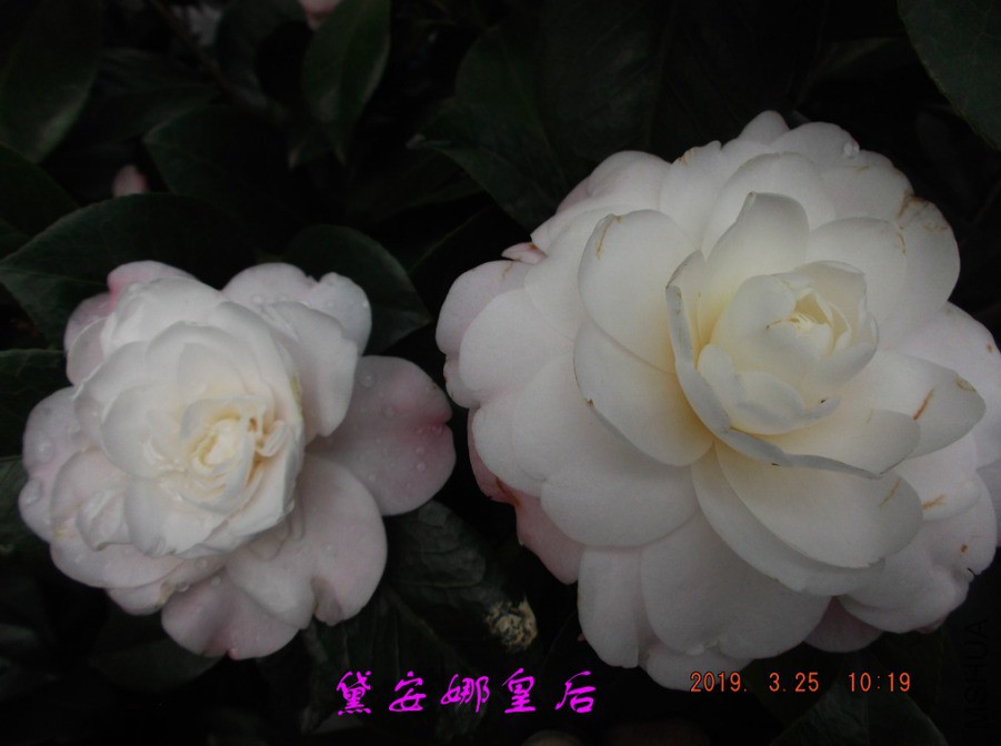 2019325jaa 038 ����w.jpg