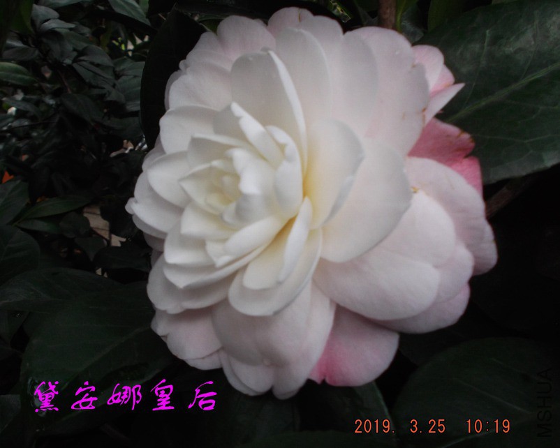 2019325jaa 039 ����w.jpg