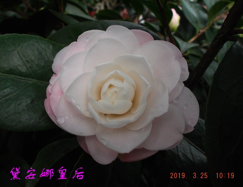 2019325jaa 040 ����w.jpg