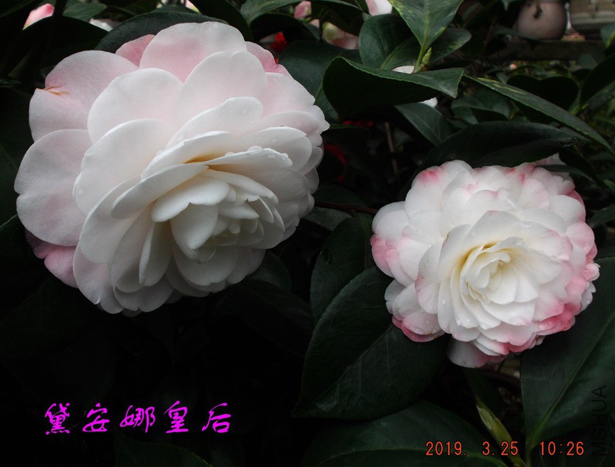 2019325jaa 041 ����w.jpg