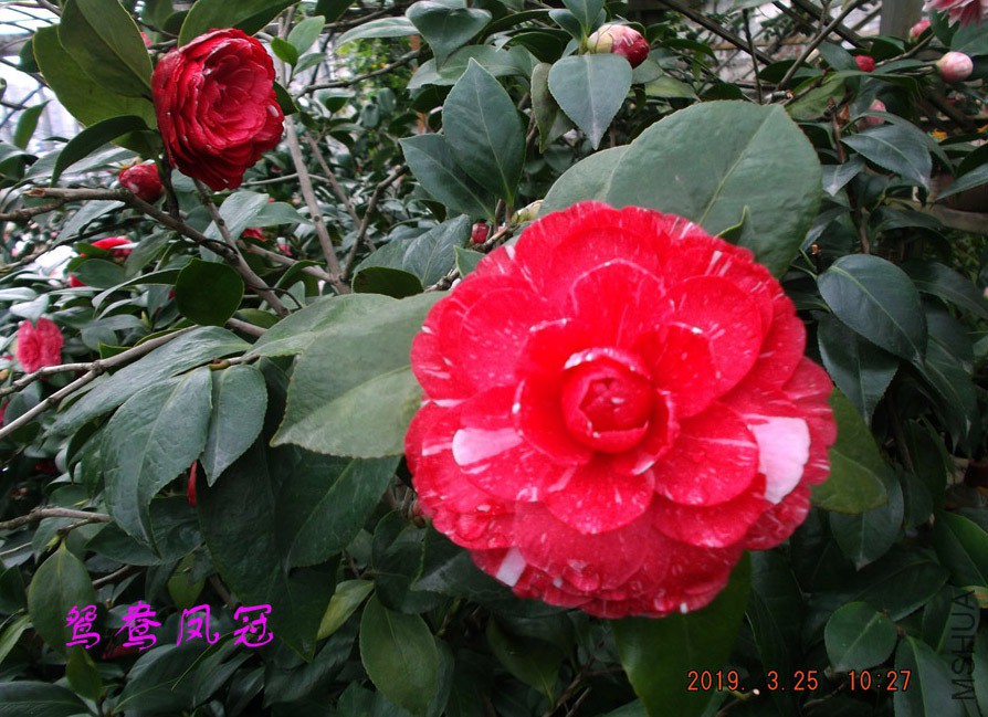 2019325jaa 048 ����w.jpg