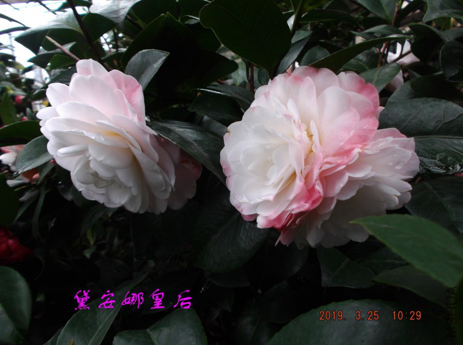 2019325jaa 054 ����w.jpg