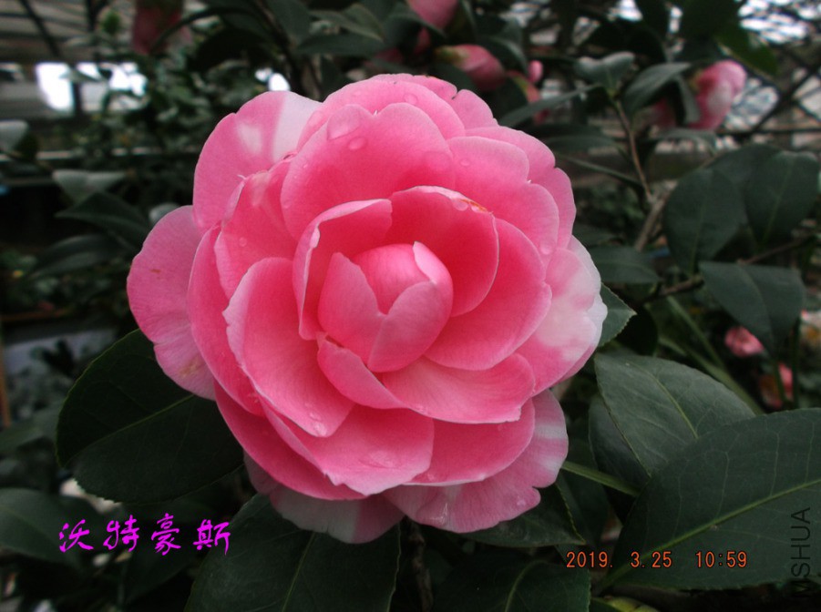 2019325jaa 056 ����w.jpg