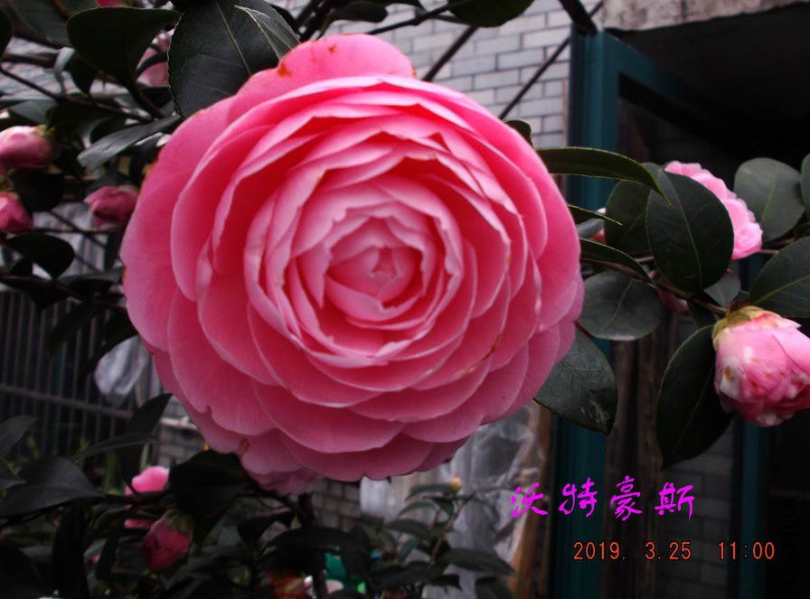 2019325jaa 064 ����w.jpg