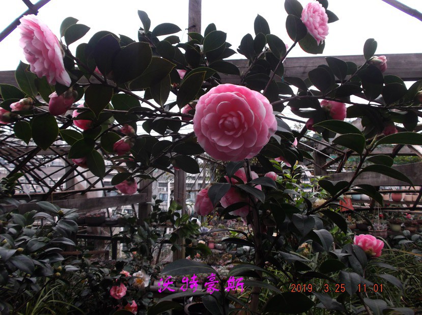 2019325jaa 065 ����w.jpg