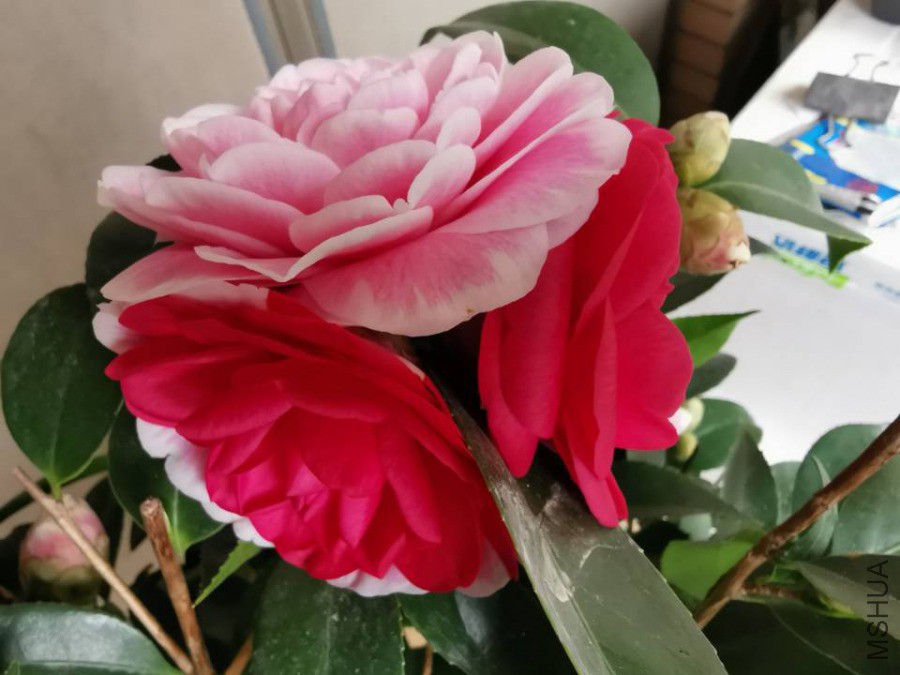 QQͼƬ20190325145430.jpg