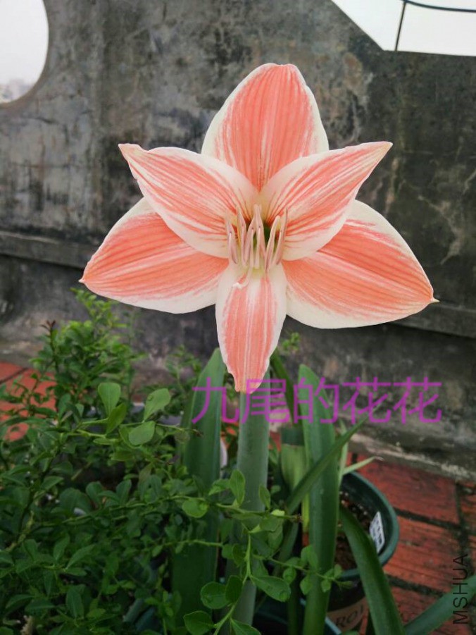 �Ӱ�Ҷ��02.jpg