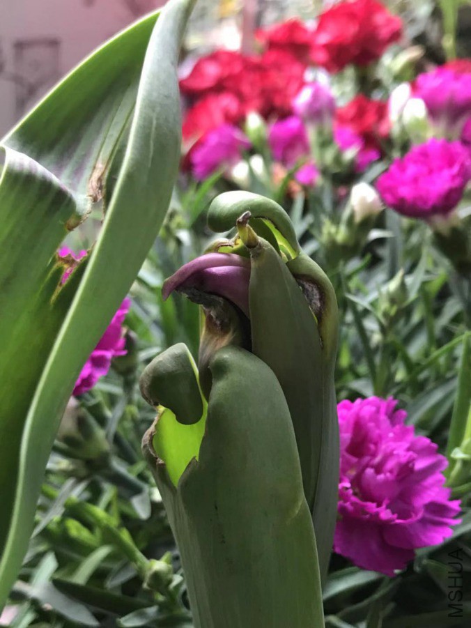 ΢��ͼƬ_201903171937301.jpg