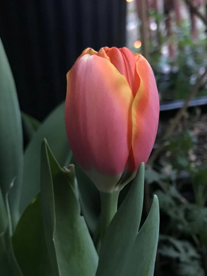 ΢��ͼƬ_201903170038272.jpg