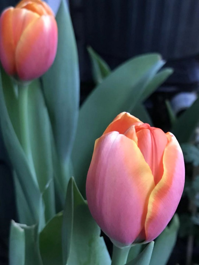 ΢��ͼƬ_201903170038273.jpg