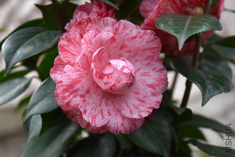 DSC_07820782.JPG