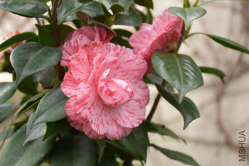 DSC_08020802.JPG