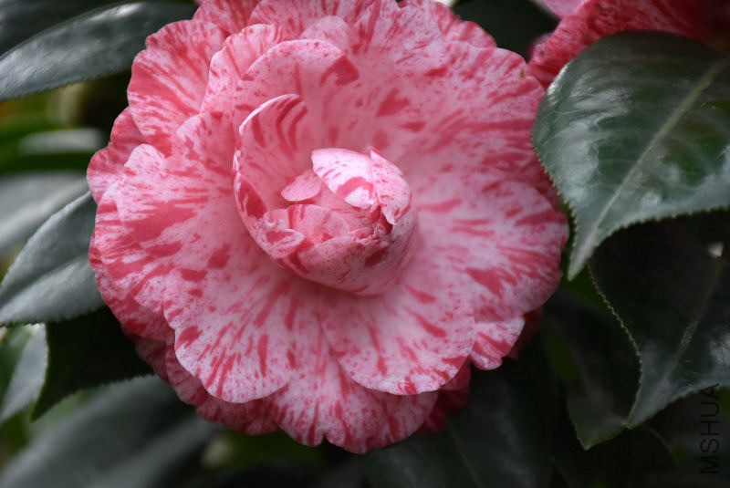 DSC_08070807.JPG
