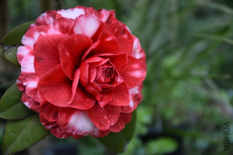 DSC_02970297.JPG