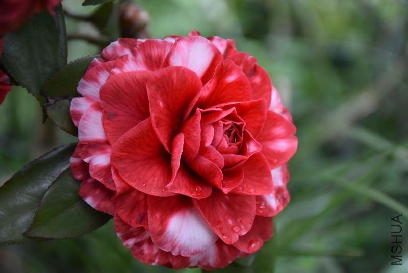 DSC_02890289.JPG