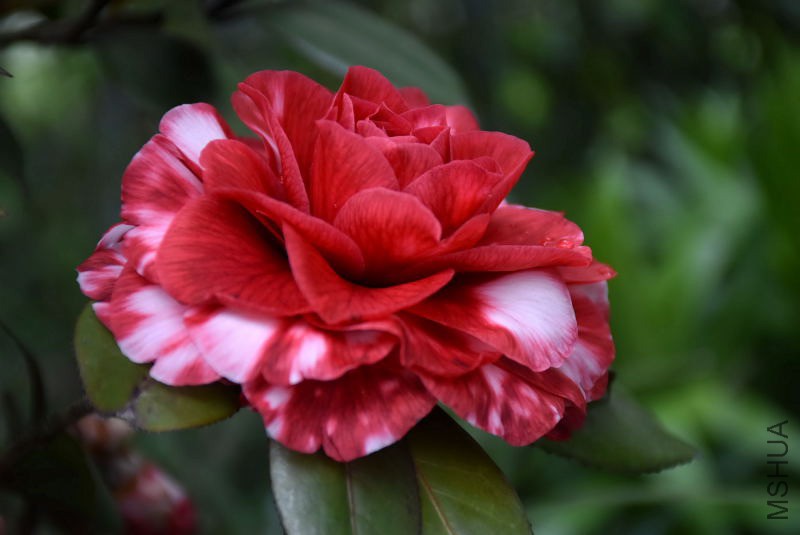 DSC_03000300.JPG
