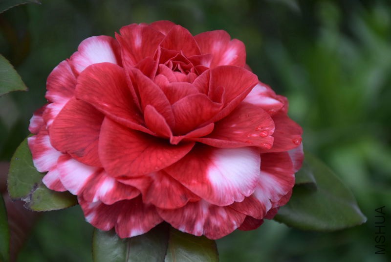 DSC_03020302.JPG