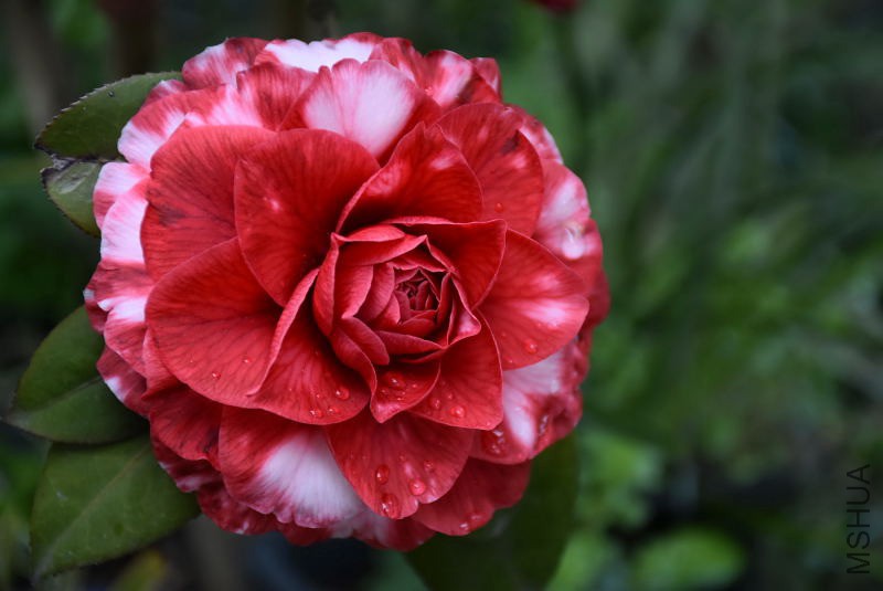 DSC_02930293.JPG