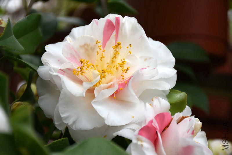 DSC_00740074.JPG