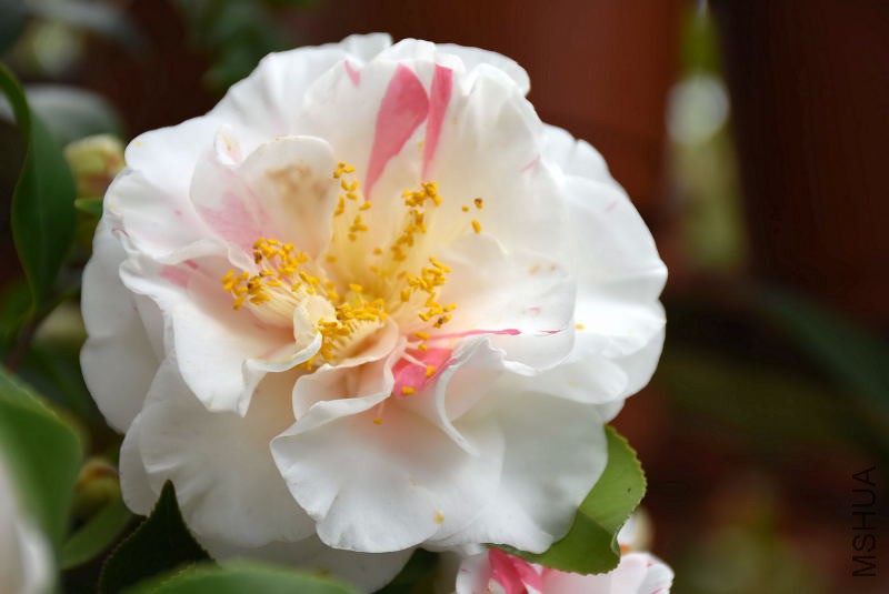 DSC_00580058.JPG