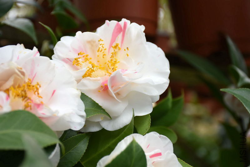 DSC_00840084.JPG