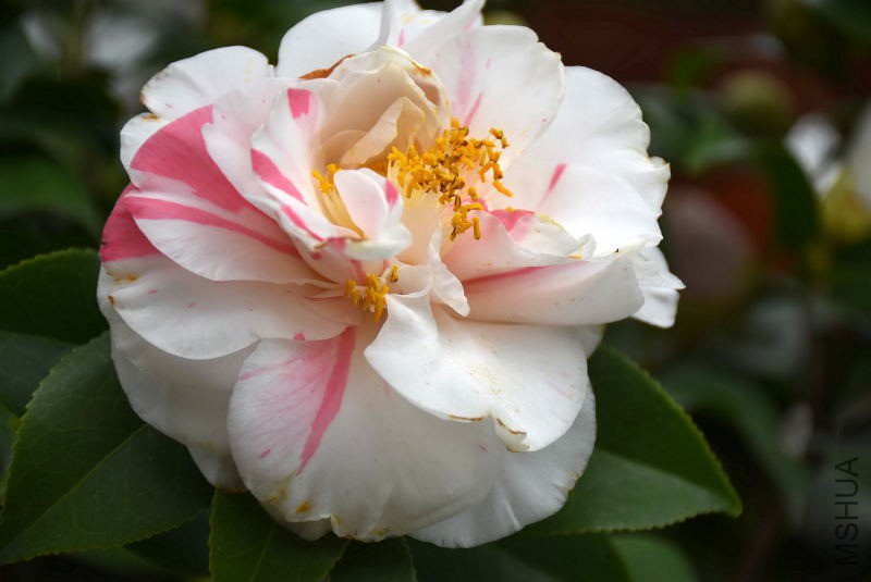 DSC_00540054.JPG