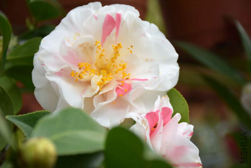 DSC_00800080.JPG