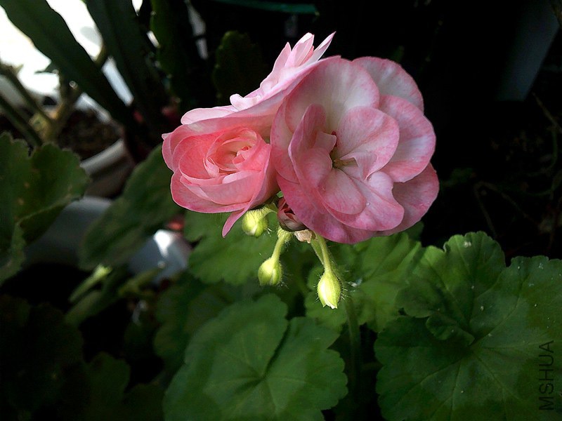 DSCF0014_����.jpg