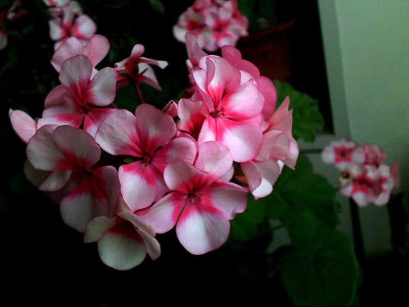 DSCF0004_����.jpg