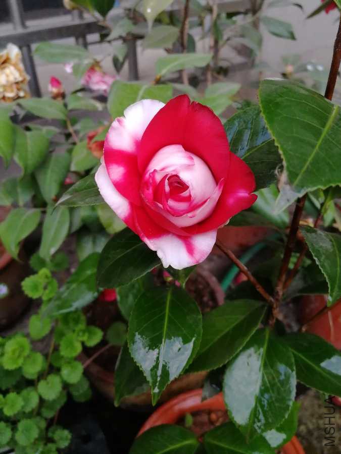IMG_20190326_174240.jpg