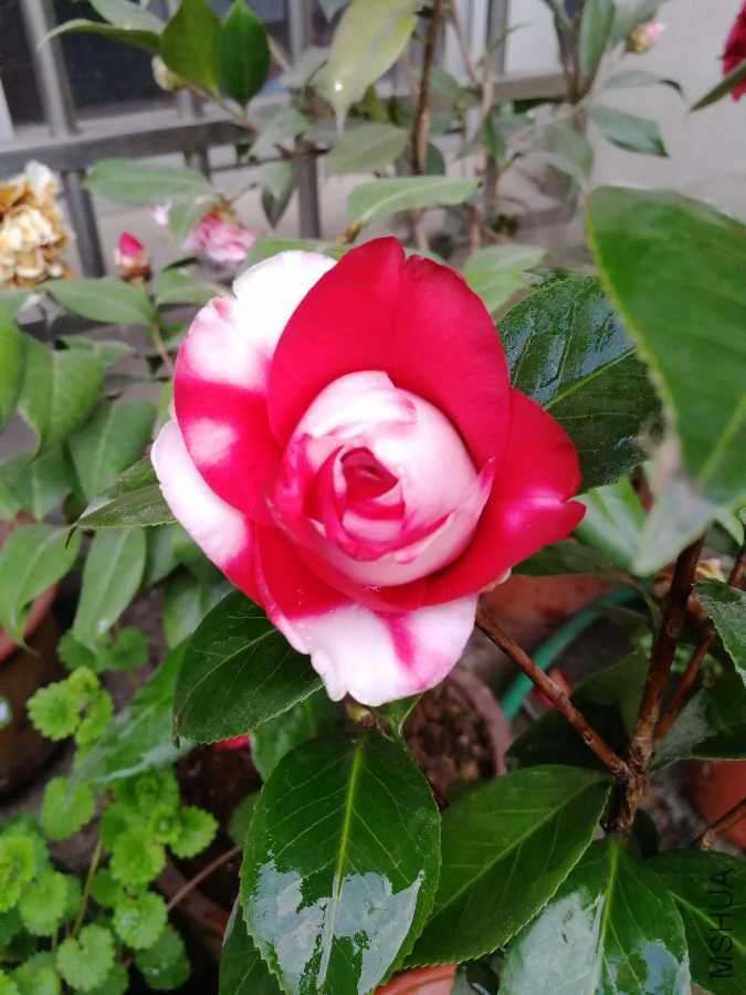 IMG_20190326_174233.jpg